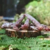 Le fagot apéritif Haute-Loire des Salaisons de Montagnac
