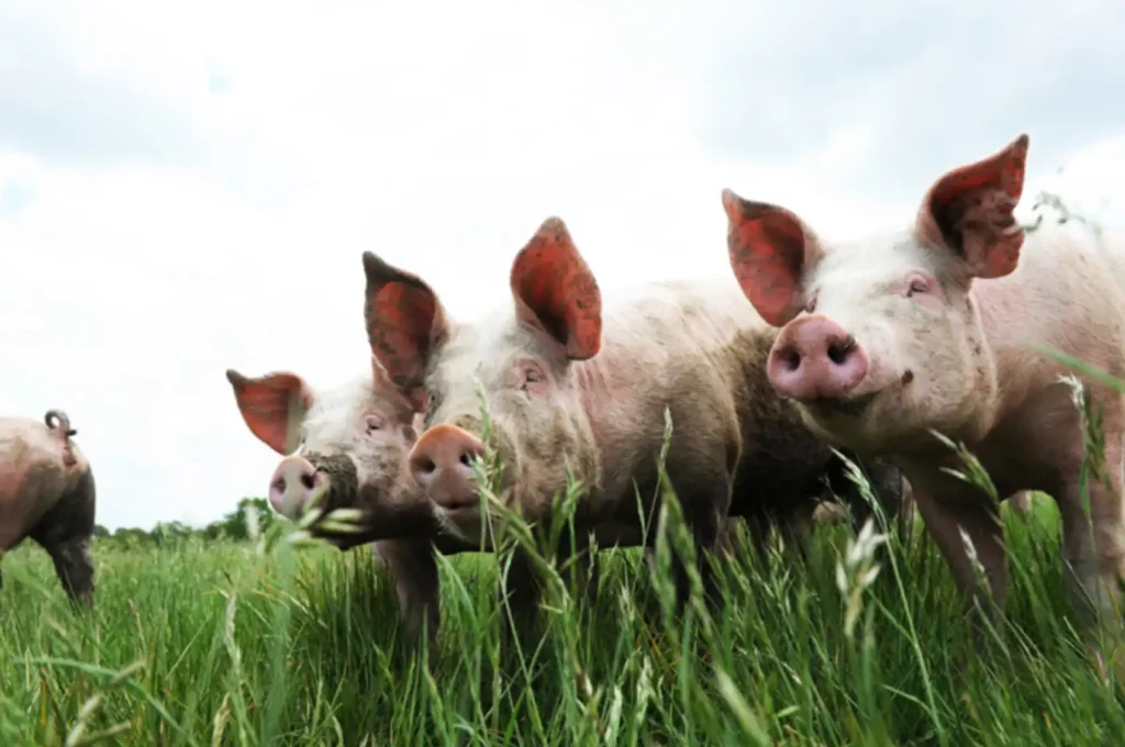 La sélection des porcs de Haute-Loire.